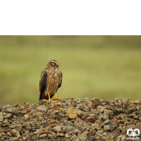 گونه سنقر سفید Pallid Harrier